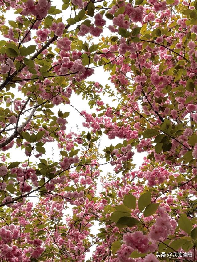 刷屏了！德阳这条“樱花大道”限时返场！路过的全都要刹一脚