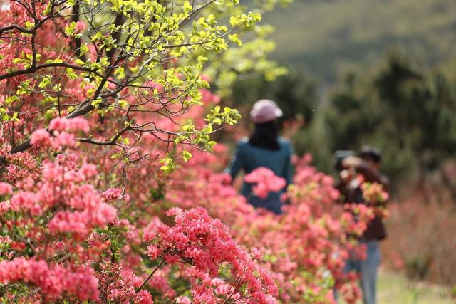 满山遍野的映山红