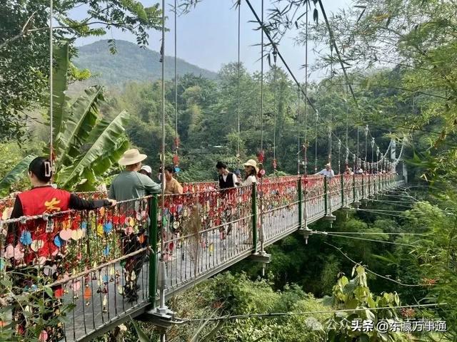 华媒走进西双版纳原始森林公园:看孔雀飞舞 访爱伲山寨 探原始森林