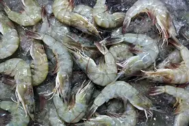 买大虾时，碰到这5种虾，打一折都不要买，别贪小便宜吃了大亏！图片