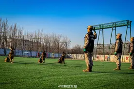 实力展示！警犬有多勇猛图片