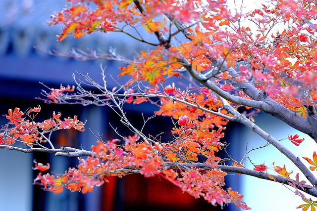 大公图书馆丨秋日里的诗意庭园