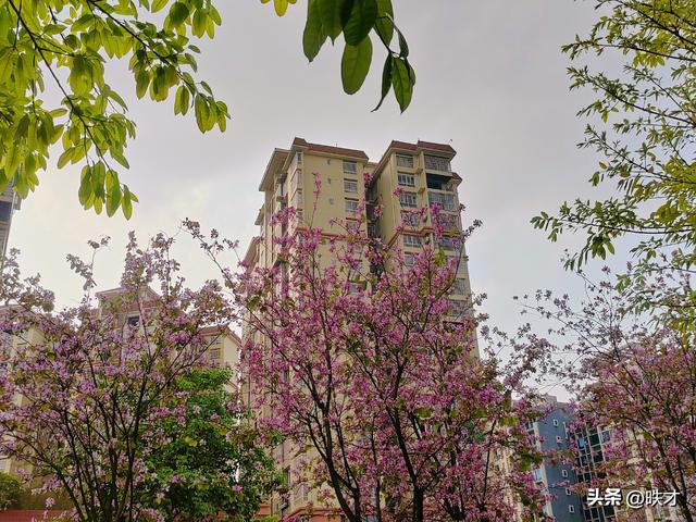 人间四月柳州梦