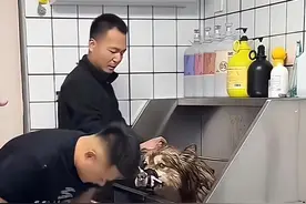 网红狗狗艾特洗澡死亡引公愤，训犬师同行：潘宏训狗方式太粗暴，疑为吸引流量图片