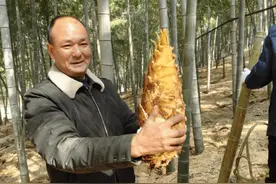 新鲜正当时！长兴煤山春笋抢“鲜”上市啦图片