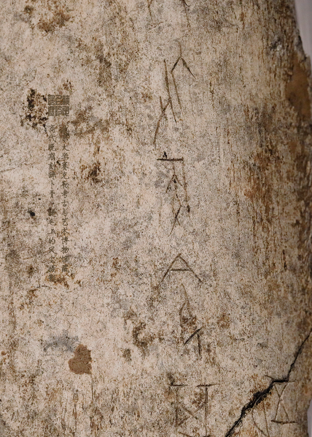 北京大学馆藏探秘：商代晚期刻辞卜骨，解锁千年占卜密码