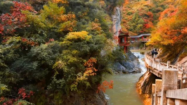 层林尽染引客来！成县西狭颂景区秋叶观赏季人气持续攀升