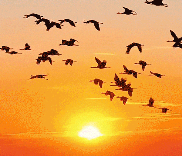 谁把大庆做成动画了？