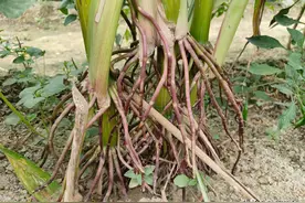 玉米亩产2000斤以上，今年买玉米种子，一定要具备这四个特性图片