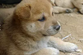 盘点10大田园犬，你家的狗可能来历不简单图片