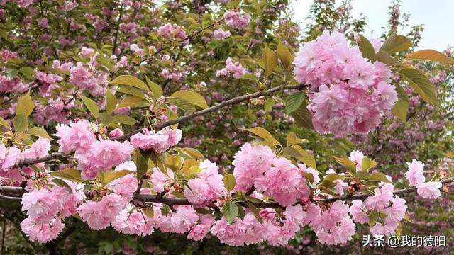 刷屏了!德阳这条“樱花大道”限时返场!路过的全都要刹一脚
