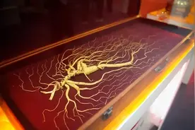 2012年，325岁收藏级野生 "参王" ，现身钓鱼台国宾馆，卖出1000万图片