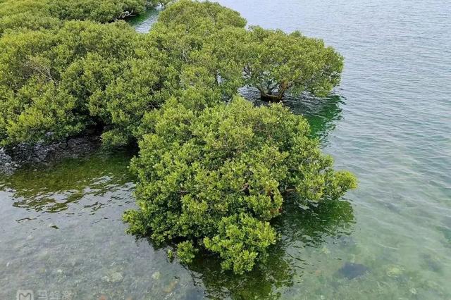开渔后，最值得一去的小城！海鲜比顺德潮汕还生猛，满桌大餐不到100，口水已经流下来了！