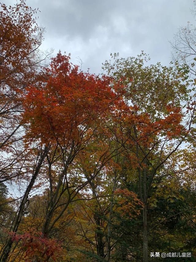 成都不远！这三个地方的红叶，美得很超过！