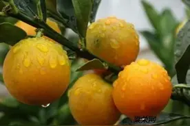 脆蜜金桔是一种优质的柑橘类水果有多少人吃过？图片