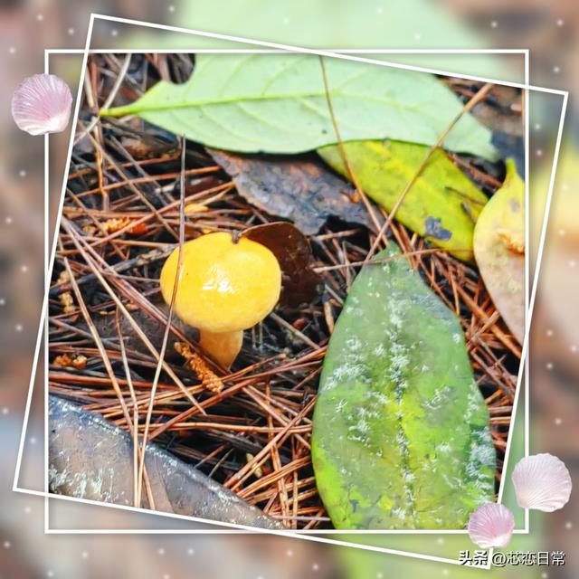雨后松林寻菌记