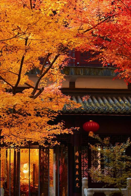南京栖霞山看红叶，游览全攻略（2025最新版）