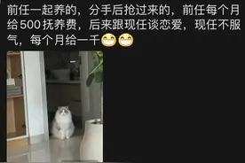 笑麻了，分手了也要来抢狗！网友：不抢每个月还得给狗打抚养费图片