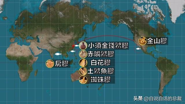 十年花胶多少钱一斤 2026年十年花胶多少钱一斤正常