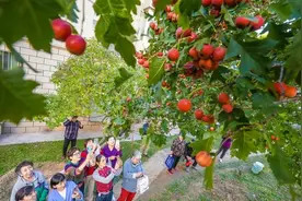 拆解苹果共享农庄：一个让果园变“金矿”的神奇模式图片