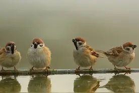 麻雀都被人从＂四害＂吃成了三有动物，可为什么没人吃燕子呢？图片