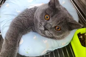 曾经“红极一时”的蓝猫，为何被很多人嫌弃？6大缺点太无奈图片