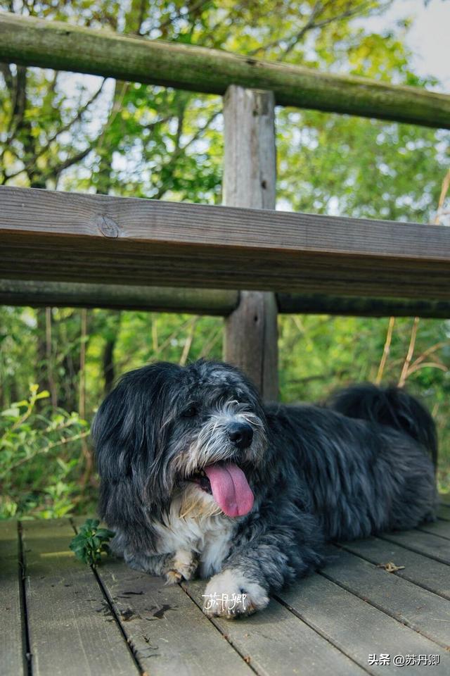 带宠撒欢隐世山居！武汉周边游｜3天2晚就在这里发呆