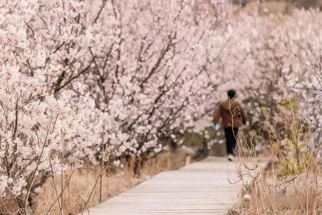 青岛樱桃花进入盛花期，快来解锁春季限定浪漫