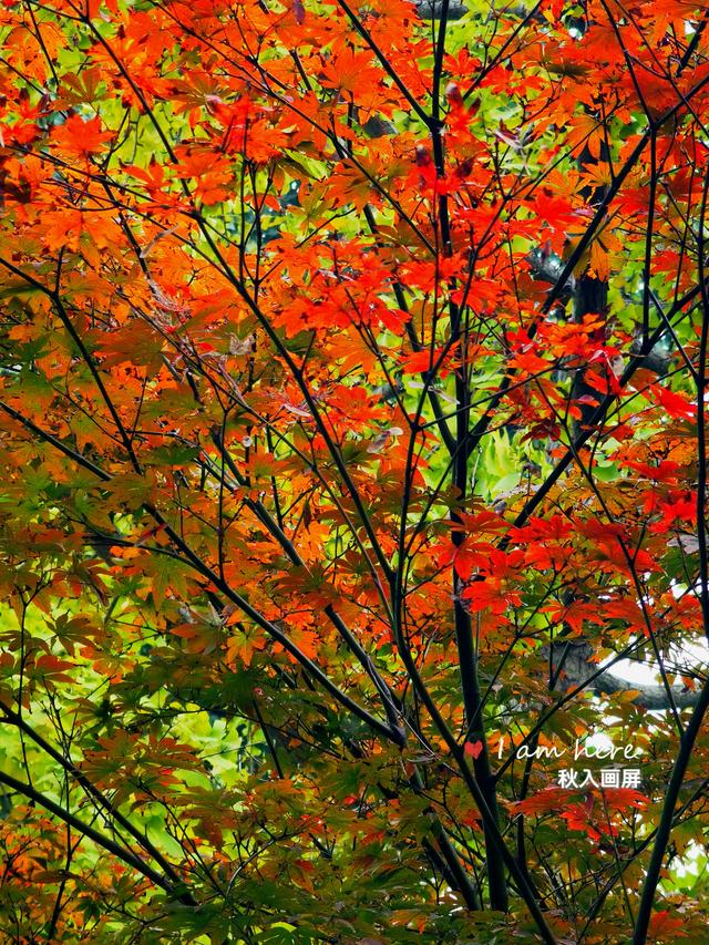秋色入画屏