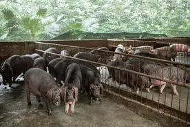 现在的猪肉为啥越来越难吃？农村饲养的土猪肉为什么更好吃呢?图片