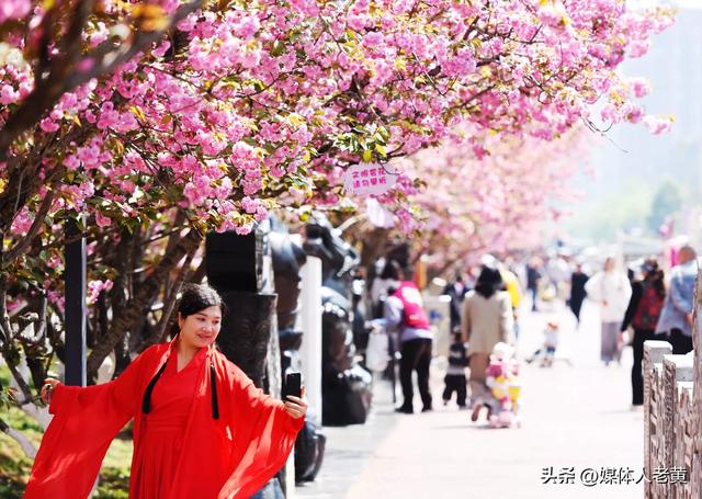 六盘水水城河畔樱花竞放引客浪漫踏春