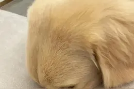 狗狗身上长鼓包、疙瘩、肿 块的别拖了！图片