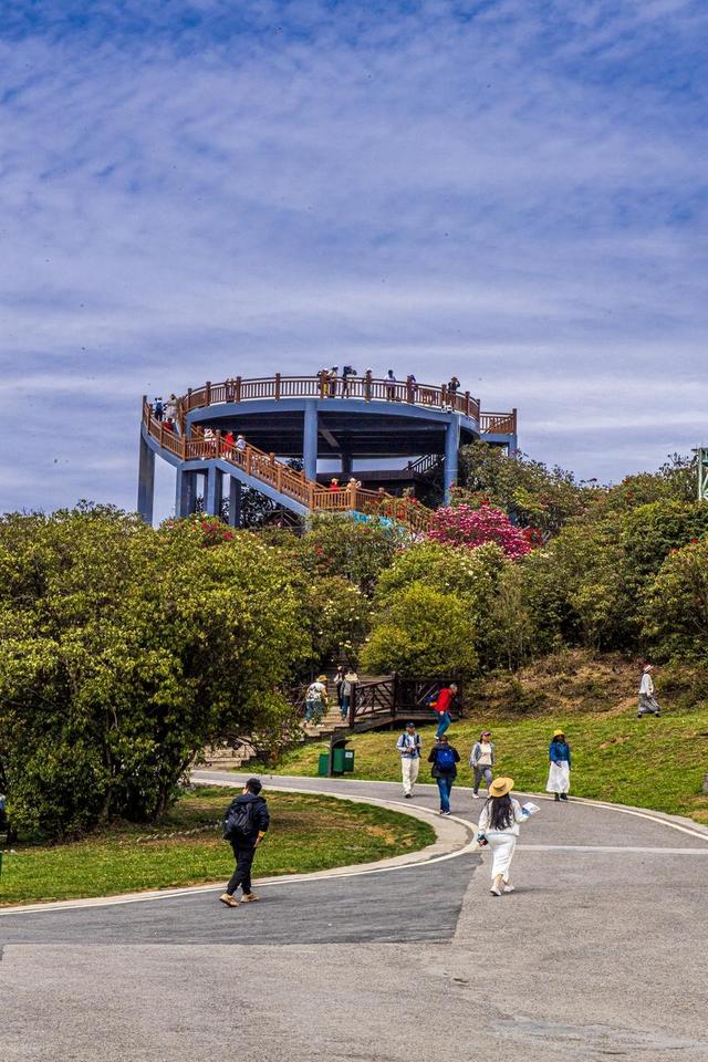 被严重低估的贵州毕节：这100多平方公里的杜鹃，不看真的会后悔