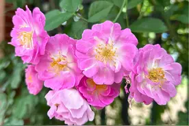 2025小升初微机派位即将到来，家长需要熟悉规则为孩子保驾护航图片