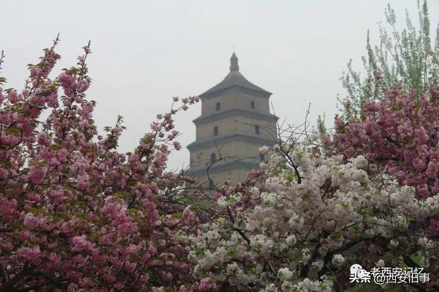 朱文杰:大雁塔的奇卉名木(上)