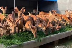 一头利润15000，是养牛的5倍，食量是牛的五分之一，耐病粗饲好养图片