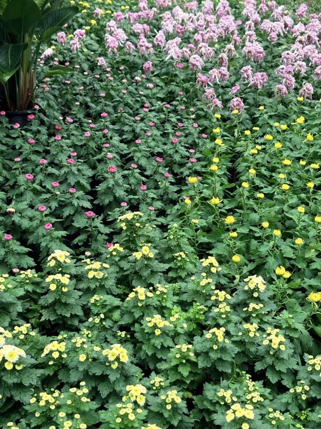 全部免费！成都适合一个人逛的7个地方！