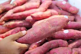 买红薯时，挑“细长”还是“粗圆”！好多人都不懂，没想到有区别图片