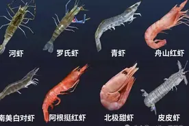 一文了解十二种虾的特性图片