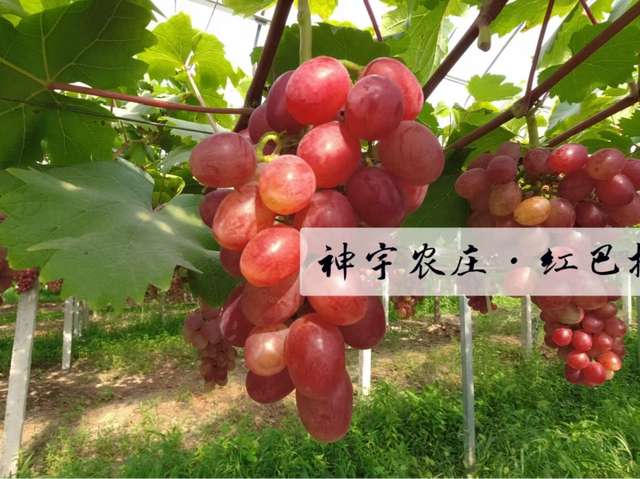 出发！江阴夏日采摘地图来了！