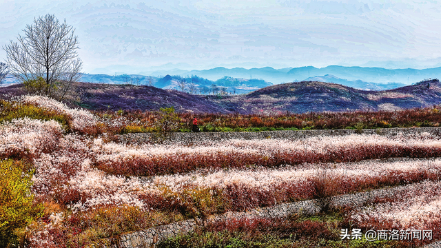 枫叶红落叶黄 商洛秋浓好风光