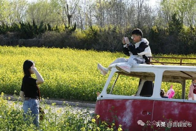 家门口的金色浪漫！莒县沭河公园油菜花火了