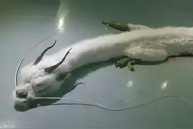 民间故事：749局之蛟龙渡劫图片