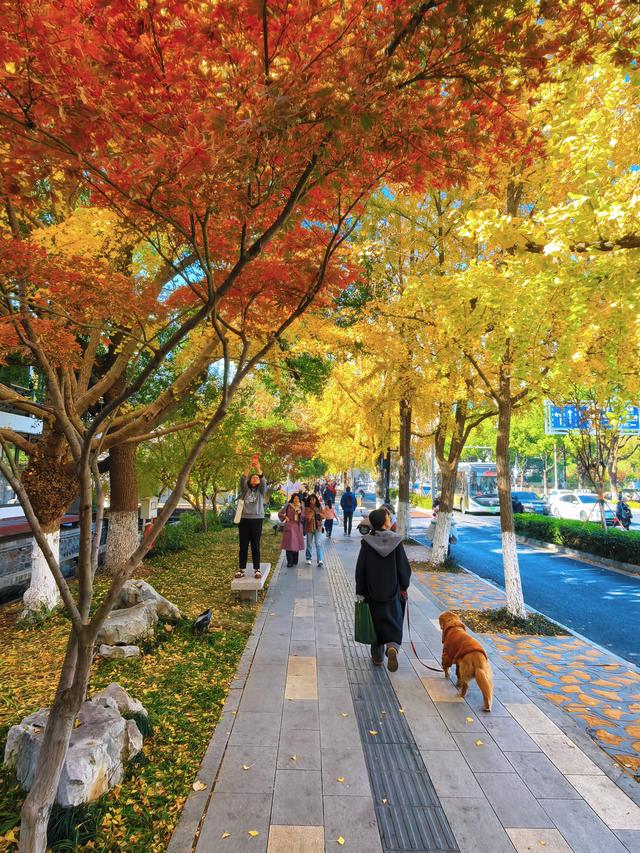 银杏鎏金，满城秋意关不住