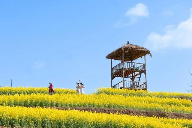 万亩花海迎宾客！第三届“诗韵大河·金色花海”农文旅推介暨促消费活动预告来啦～