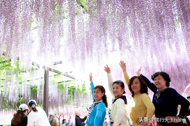 玉渊潭公园紫藤花开，诗意满满，演绎“一帘幽梦”的极致浪漫