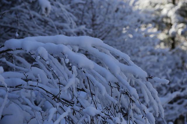 武山县太皇山：雪松琼枝绽冬韵