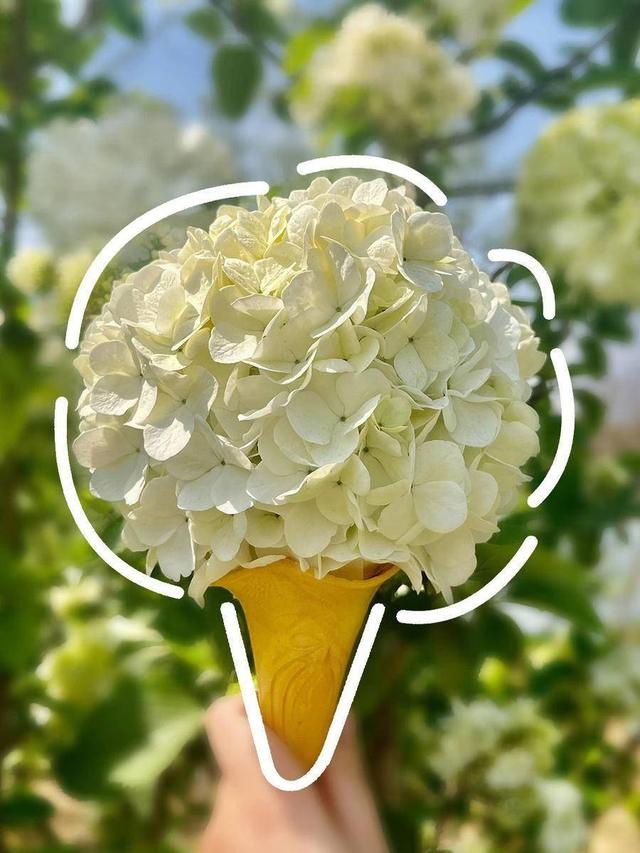 合肥4月花讯请查收！快进来交换春天→