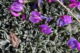 团垫黄芪｜西藏生物多样性科普图片