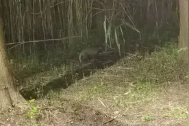 扬州獾出没，网友拍到了！图片